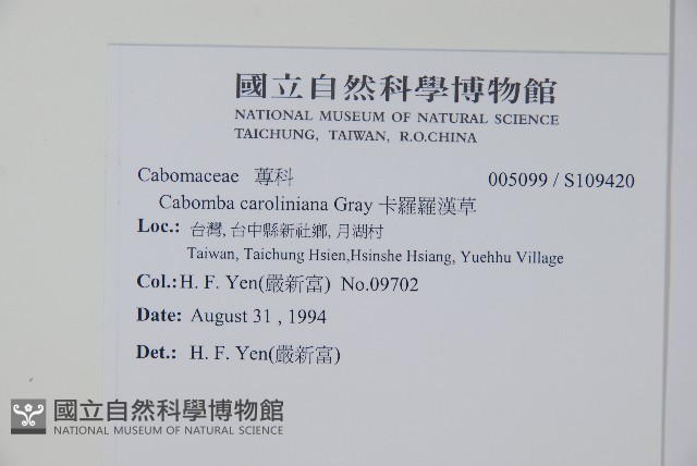 白花穗蓴藏品圖，第2張