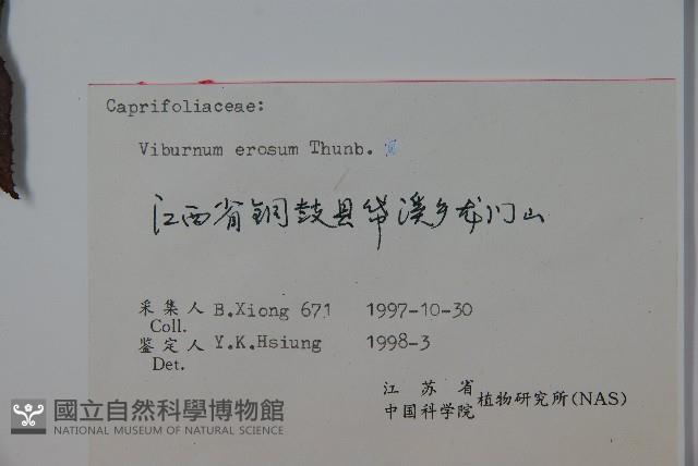 松田氏莢迷、宜昌莢迷藏品圖，第2張