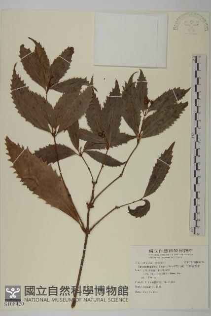 草珊瑚、紅果金粟蘭藏品圖，第1張