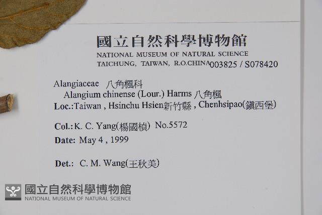 八角楓藏品圖，第2張