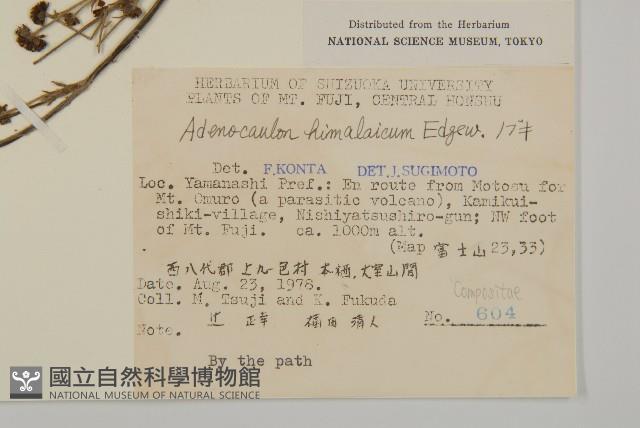 腺梗菜藏品圖，第2張