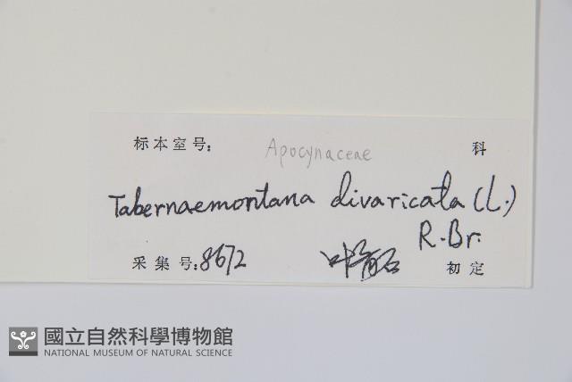 馬蹄花、馬茶花、山馬茶藏品圖，第2張
