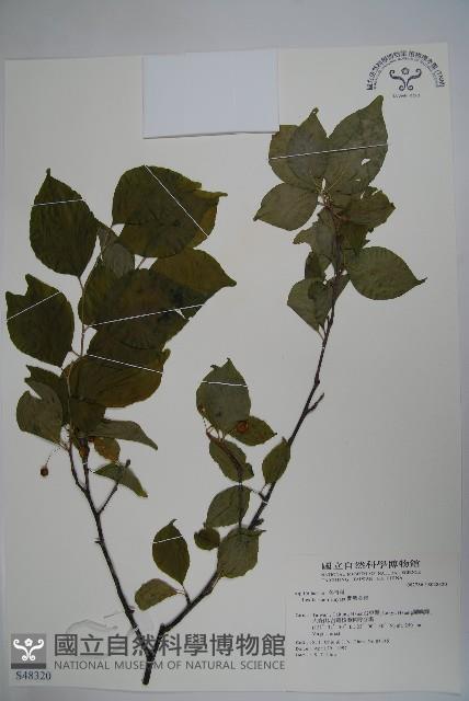 草野氏冬青藏品圖，第1張