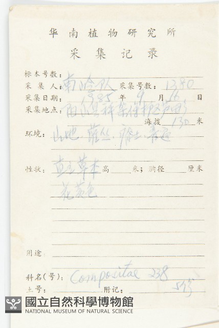 羊耳菊藏品圖，第2張