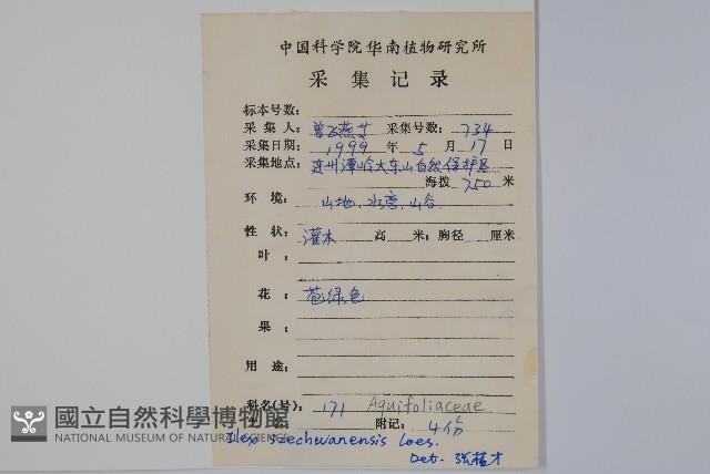 四川冬青藏品圖，第2張