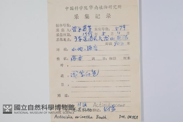 毛花楊桃藏品圖，第2張