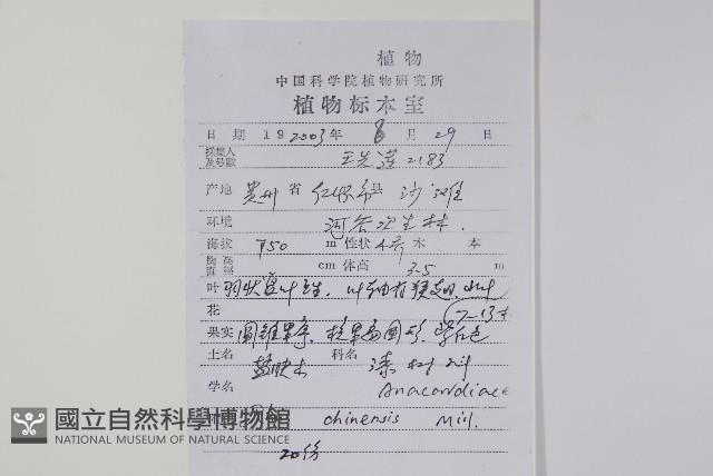 鹽膚木藏品圖，第2張