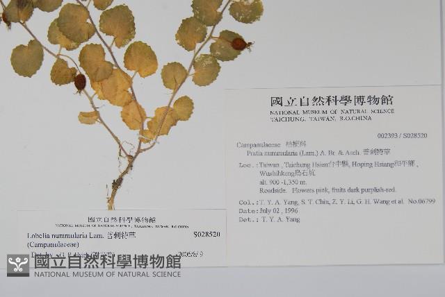 普刺特草藏品圖，第2張