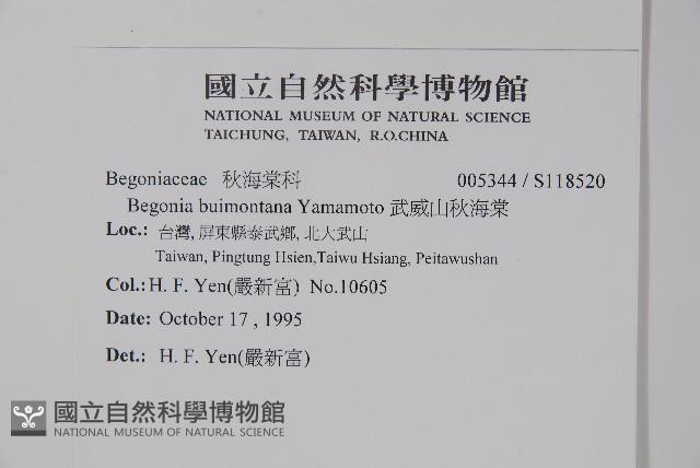 武威山秋海棠藏品圖，第2張