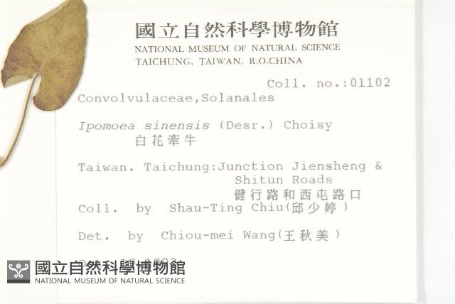 白花牽牛藏品圖，第2張