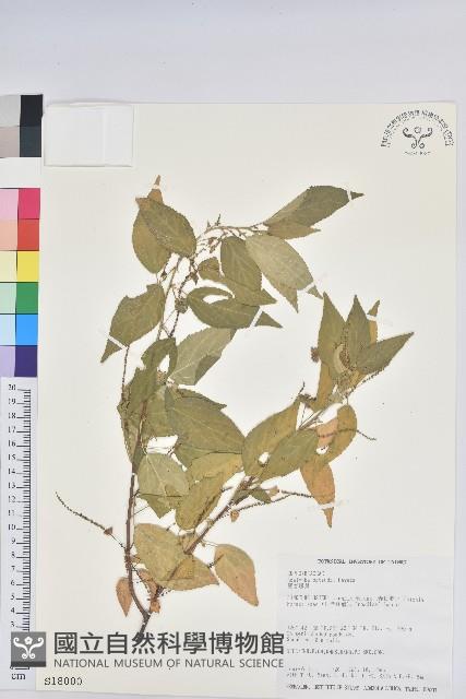 恆春鐵莧藏品圖，第1張