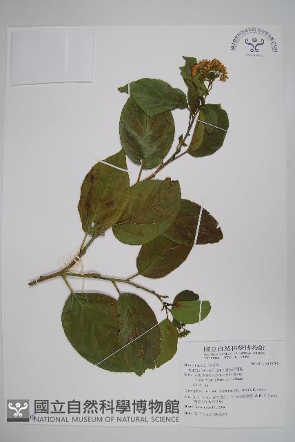 Naves ehretia, Formosa Ehretia Collection Image, Figure 1, Total 2 Figures