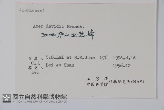 青榨槭藏品圖，第2張