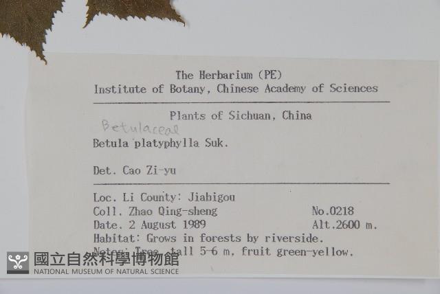 白樺、粉樺、臭樺藏品圖，第2張