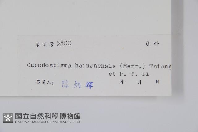 蕉木藏品圖，第2張