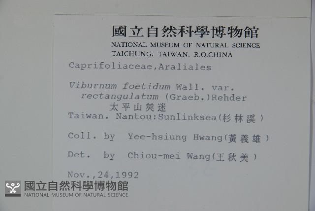 狹葉莢迷藏品圖，第2張