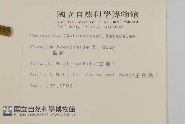 鱗毛薊藏品圖，第2張