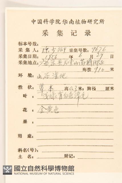 鼠麴草藏品圖，第2張