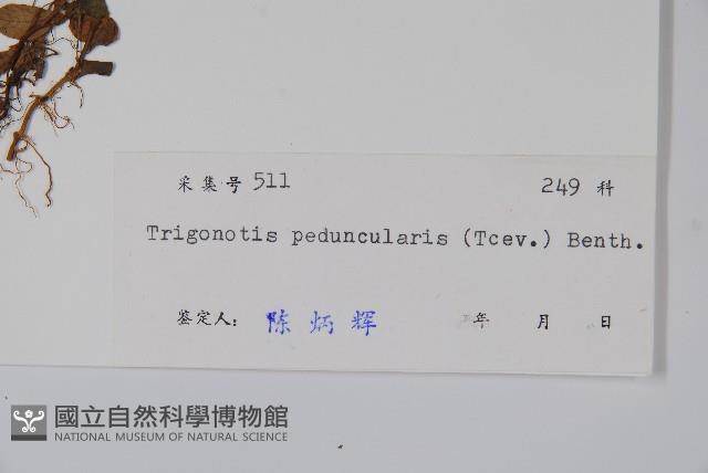 附地菜藏品圖，第2張