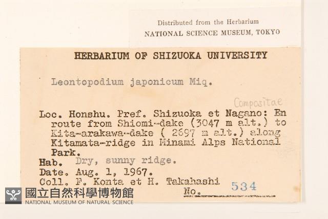 薄雪火絨草藏品圖，第2張