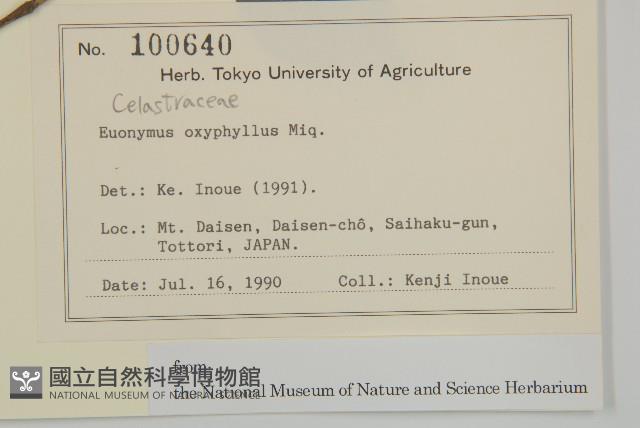 垂絲衛矛藏品圖，第2張