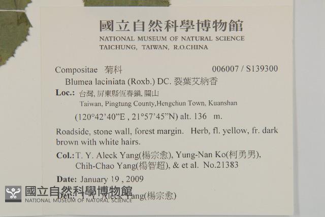 裂葉艾納香藏品圖，第2張