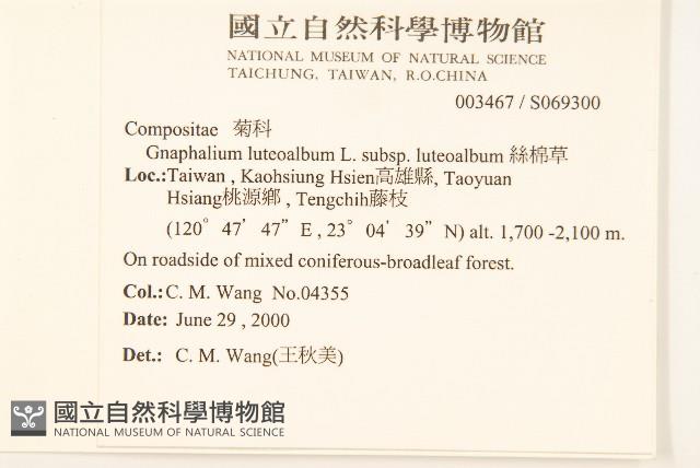 絲綿草藏品圖，第2張