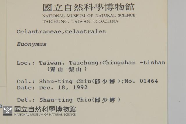 厚葉衛矛, 源一木藏品圖，第2張