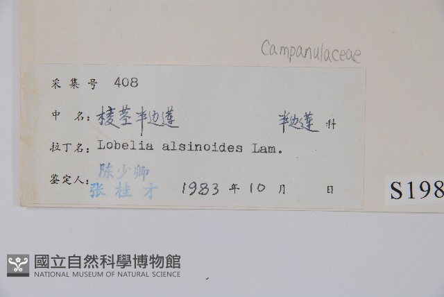 短柄半邊蓮藏品圖，第2張