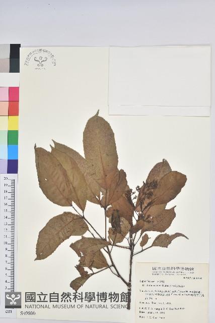 茄苳、重陽木藏品圖，第1張