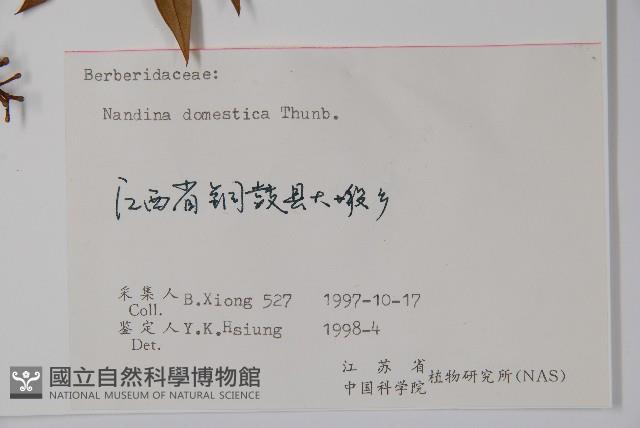 南天竹、天竹、蘭天竹藏品圖，第2張