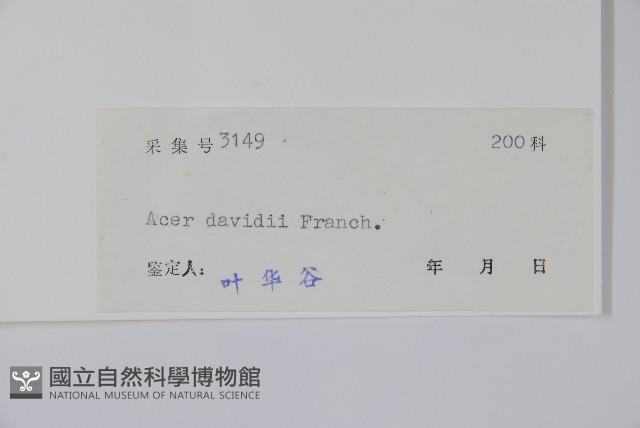 青榨槭藏品圖，第2張