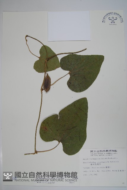 大葉馬兜鈴藏品圖，第1張