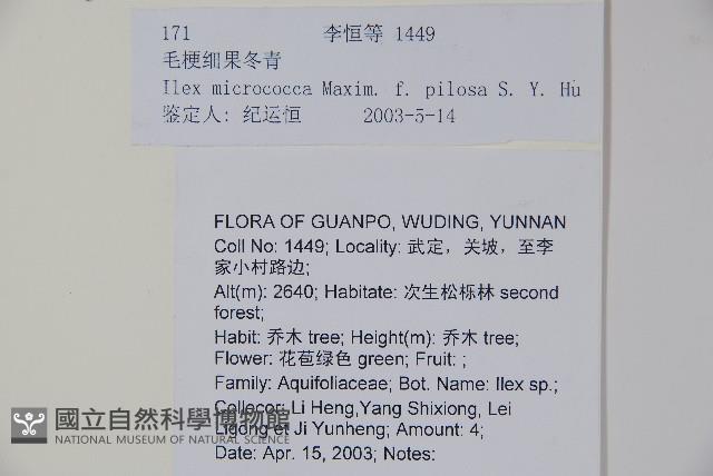 毛梗細果冬青藏品圖，第2張