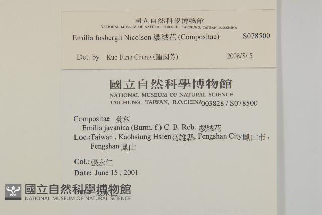 纓絨花藏品圖，第2張