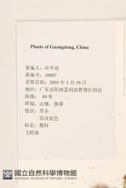 飛機草藏品圖，第2張