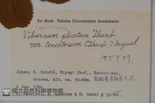 蝴蝶莢迷藏品圖，第2張