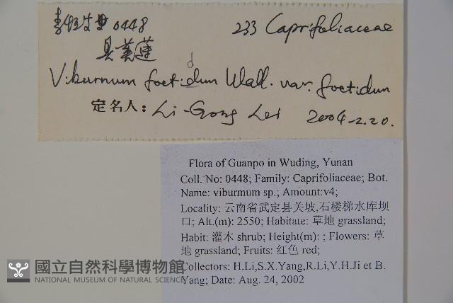 臭莢迷藏品圖，第2張