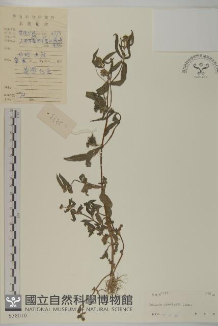 鱧腸藏品圖，第1張