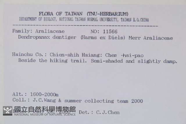 臺灣樹參藏品圖，第2張