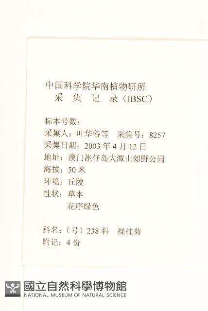 假吐金菊藏品圖，第2張