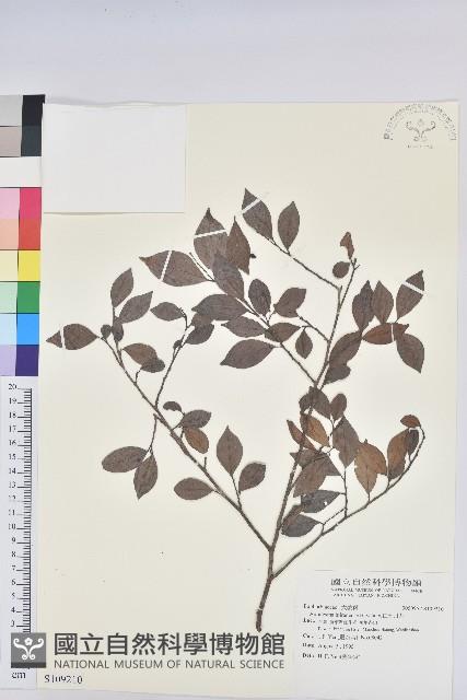 南仁五月茶藏品圖，第1張