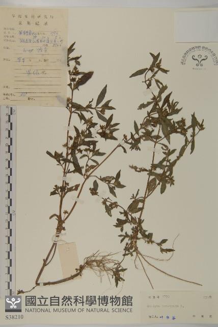 鱧腸藏品圖，第1張