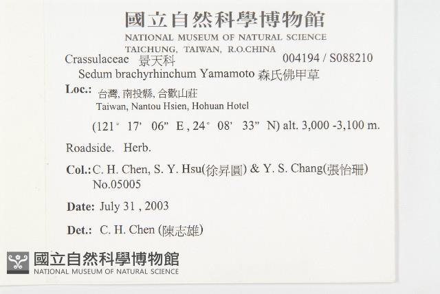 森氏佛甲草藏品圖，第2張