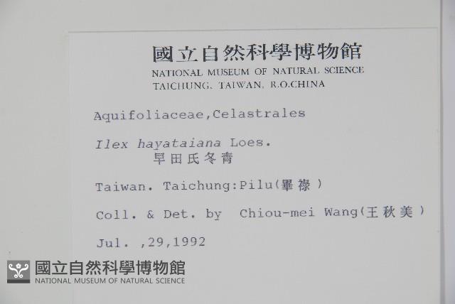 早田氏冬青藏品圖，第2張