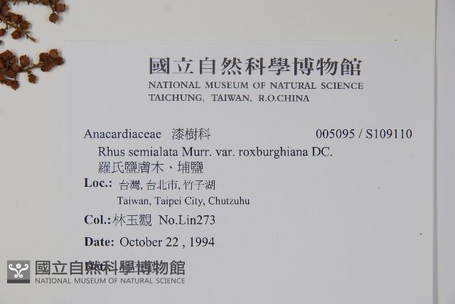 羅氏鹽膚木、埔鹽藏品圖，第2張