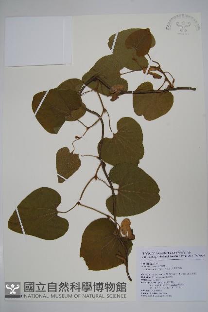 大葉馬兜鈴藏品圖，第1張