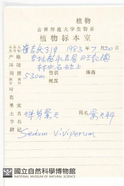 珠芽景天藏品圖，第2張