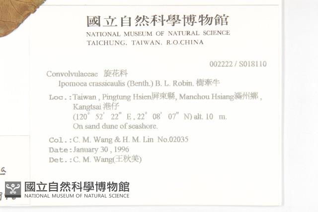 樹牽牛藏品圖，第2張