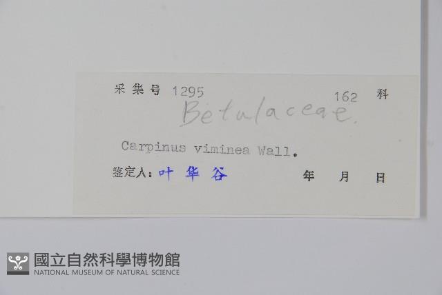 雷公鵝耳櫪藏品圖，第2張